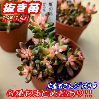 レア♪【抜き苗】虹の花 他 多肉植物 セダム 紅葉 プレステラ プラ鉢