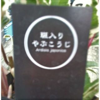 斑入り　苗　やぶこうじ　藪柑子　観賞・観葉植物(その他)