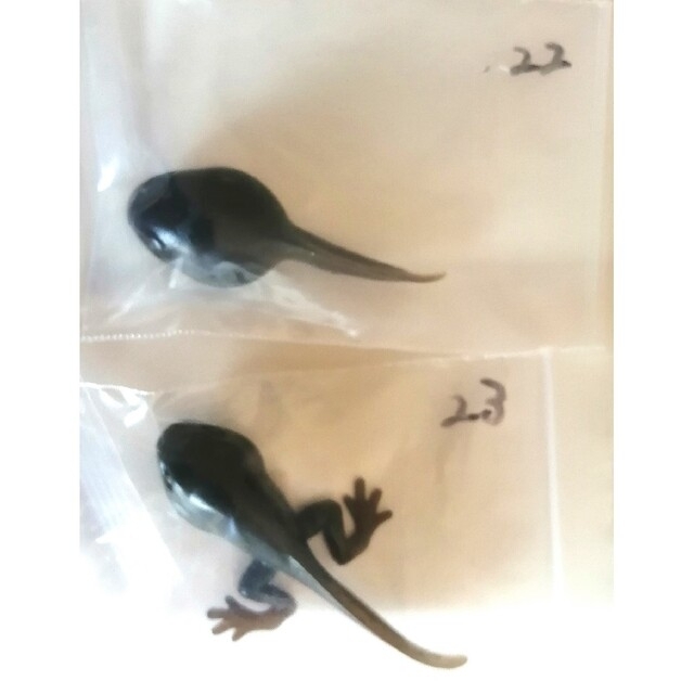 🉐🐸希少モデル【原色両生類カエル図鑑】23個まとめ売り(シークレット入り)