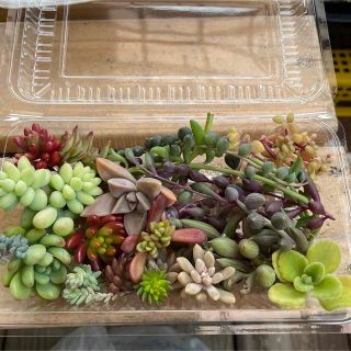 ☆多肉植物☆ カット苗詰め合わせ(その他)