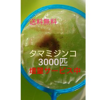 タマミジンコ　約3000匹　グリーンウォーター メダカの餌(アクアリウム)