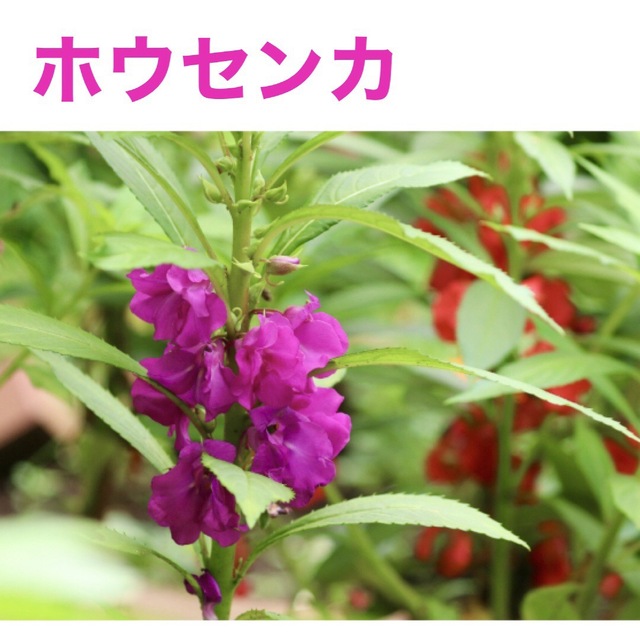 花の種　千日紅　ホウセンカ　マリーゴールド ハンドメイドのフラワー/ガーデン(その他)の商品写真