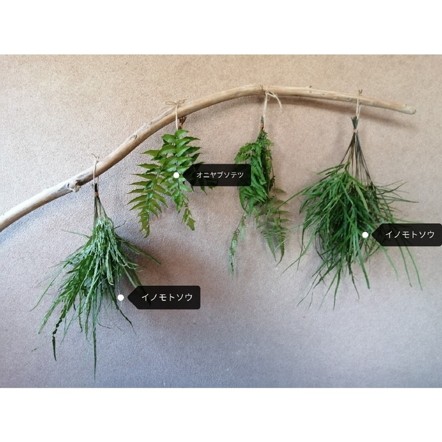 オオバイノモトソウ　観葉植物　山野草　テラリウム　苔玉 ハンドメイドのフラワー/ガーデン(プランター)の商品写真