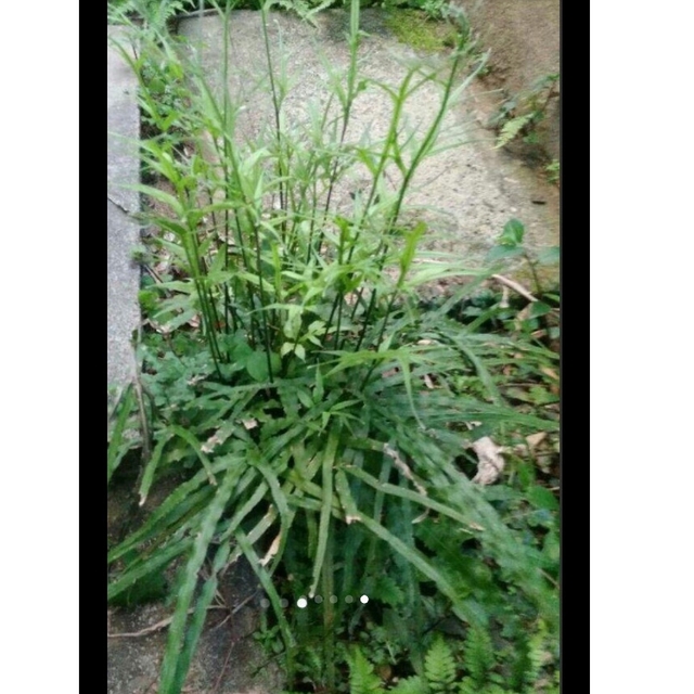 オオバイノモトソウ　観葉植物　山野草　テラリウム　苔玉 ハンドメイドのフラワー/ガーデン(プランター)の商品写真