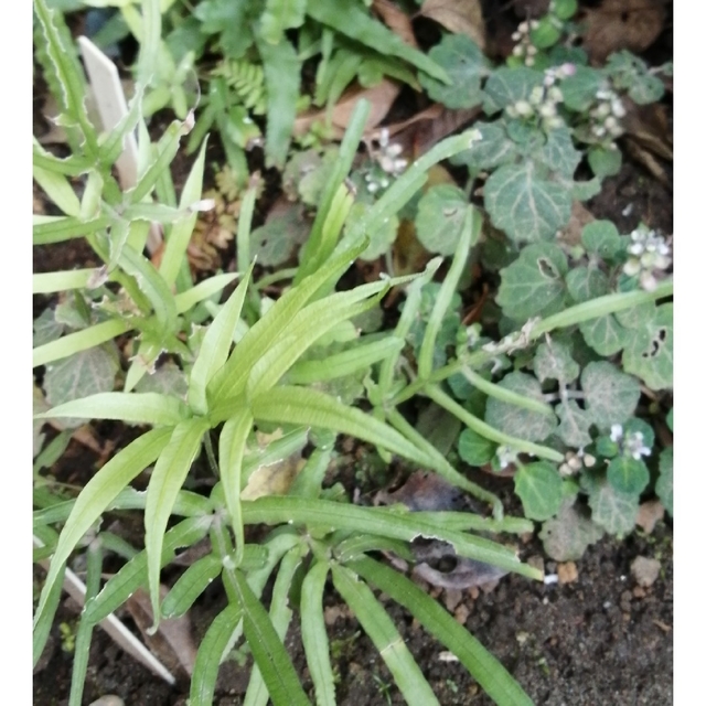 オオバイノモトソウ　観葉植物　山野草　テラリウム　苔玉 ハンドメイドのフラワー/ガーデン(プランター)の商品写真