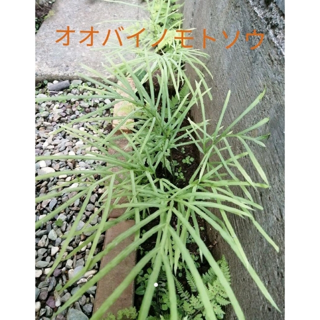 オオバイノモトソウ　観葉植物　山野草　テラリウム　苔玉 ハンドメイドのフラワー/ガーデン(プランター)の商品写真