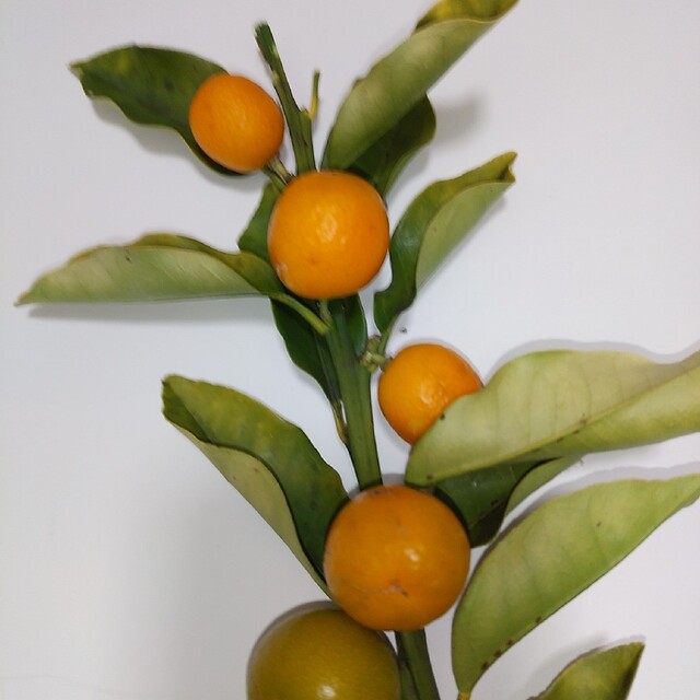 キンカンライム 無農薬 30粒 食品/飲料/酒の食品(フルーツ)の商品写真
