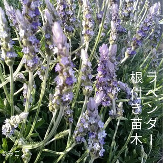 根付き苗［LD51］可愛い素敵な香りの花が咲くラベンダー デンタータ(プランター)
