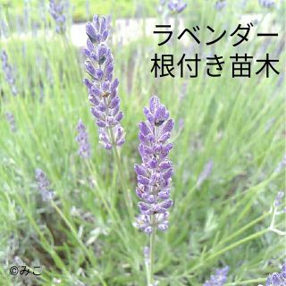 根付き苗［LG51］可愛い素敵な香りの花が咲くラベンダー グロッソ(プランター)