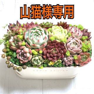 多肉植物  山猫様専用ページ(その他)