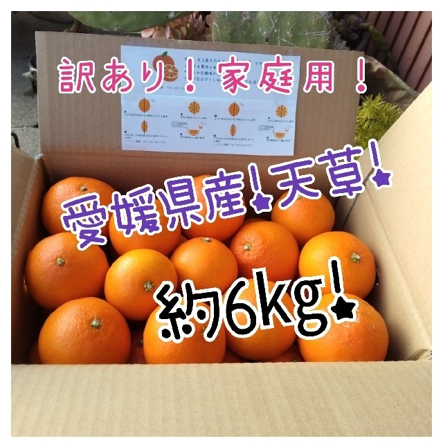 希少品種!愛媛県産!天草!家庭用約6㎏ marsadkw.com