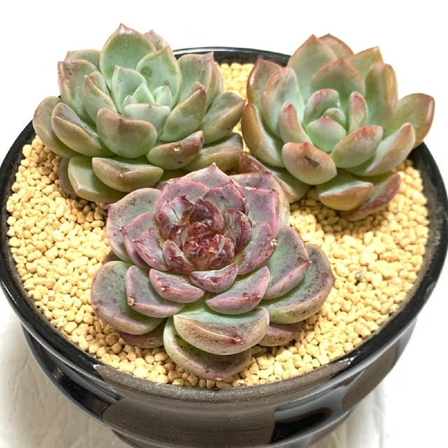 多肉植物 韓国苗 カット苗セット 3苗セットA① - フラワー/ガーデン 多肉植物 韓国苗 カット苗セット 3苗セットA① - フラワー/ガーデン