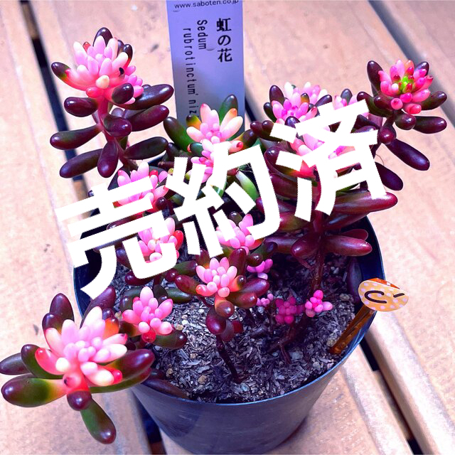 【NH35 C°ピック】新品種！虹の花　3.5号ポット　抜き苗　多肉植物