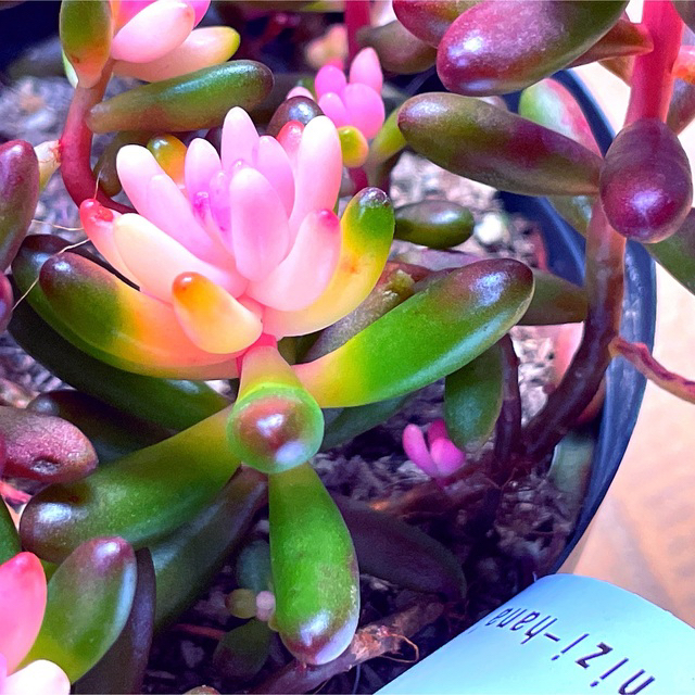 NH35 C°ピック】新品種!虹の花 3.5号ポット 抜き苗 多肉植物-eastgate.mk