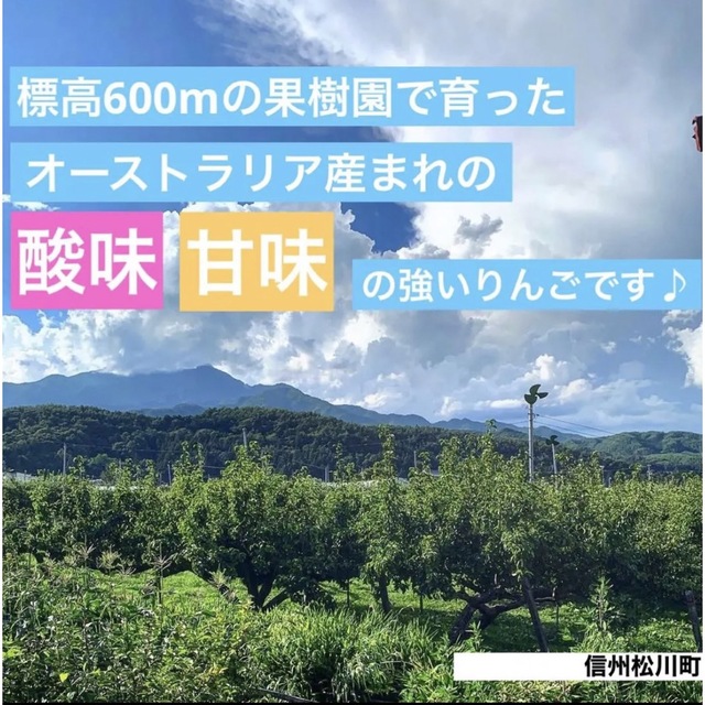 【信州自慢のりんご♪】ピンクレディー　13個セット 食品/飲料/酒の食品(フルーツ)の商品写真