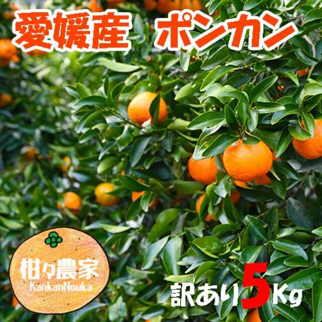 愛媛ポンカン 5Kg 家庭用 食品/飲料/酒の食品(フルーツ)の商品写真
