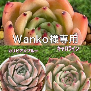 Ｗanko様専用ページ　　(その他)