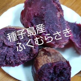 種子島産ふくむらさき2S~Lサイズ混合5キロ(野菜)