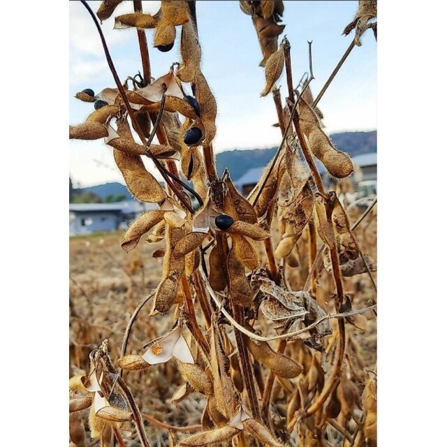 丹波黒豆 食品/飲料/酒の食品(野菜)の商品写真