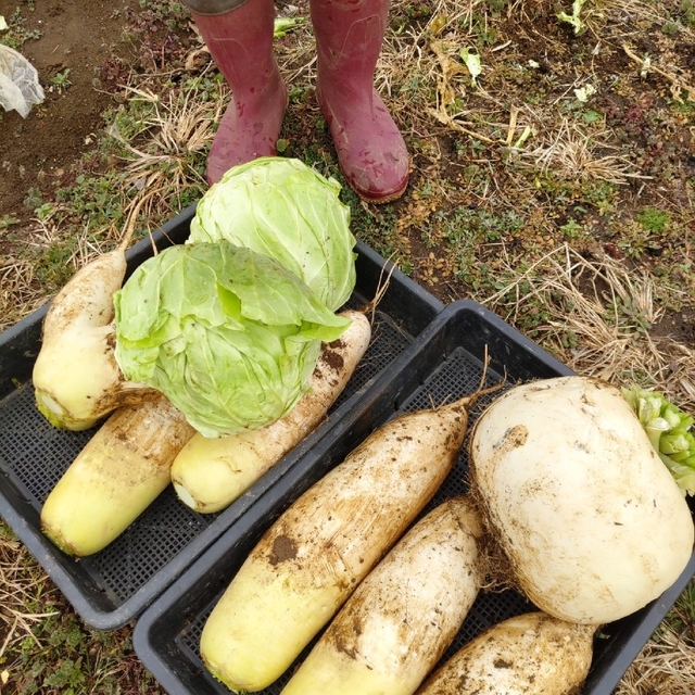 栄養満点【10種類の乾燥野菜MIX150g】無添加 無着色ドライベジ 食品/飲料/酒の食品(野菜)の商品写真