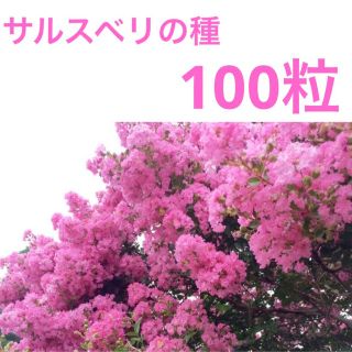 百日紅の種　サルスベリの種　ピンク　桃色(プランター)