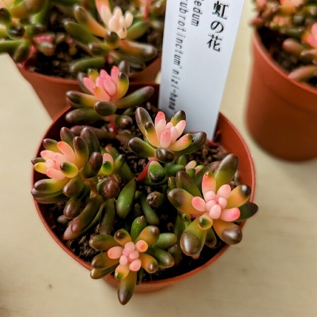 レア♪【抜き苗】虹の花 他 多肉植物 セダム 紅葉 プレステラ プラ鉢