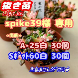 レア♪【抜き苗】虹の花 他 多肉植物 セダム 紅葉 プレステラ プラ鉢(その他)