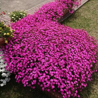 お花の種　ピンクパンサー　シレネ(プランター)