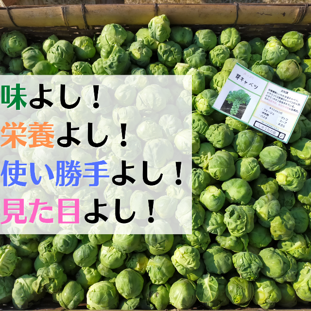 【この時期 限定！】野菜の女王様『芽キャベツ』 1kg 食品/飲料/酒の食品(野菜)の商品写真