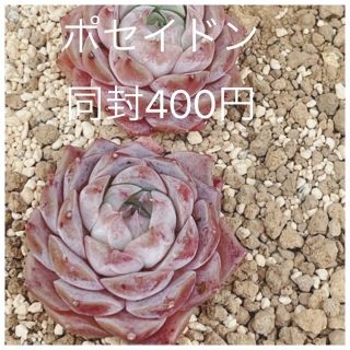 ポセイドン　カット苗　多肉植物　韓国苗(その他)