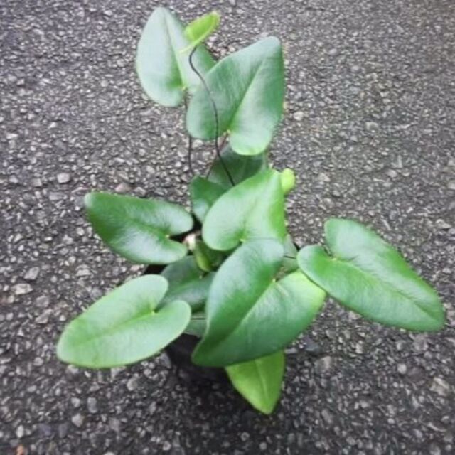 ヘミオニティス・アリフォリア（ハートファーン）苗　観葉植物