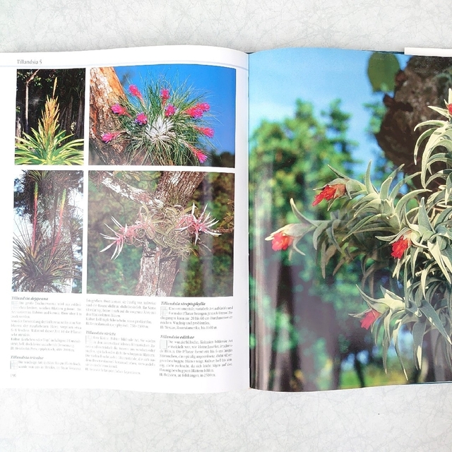 Blühende Bromelien パイナップル科 珍奇植物 図鑑 専門書 エンタメ/ホビーの本(洋書)の商品写真