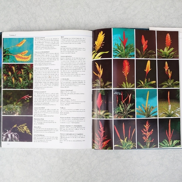 Blühende Bromelien パイナップル科 珍奇植物 図鑑 専門書 エンタメ/ホビーの本(洋書)の商品写真