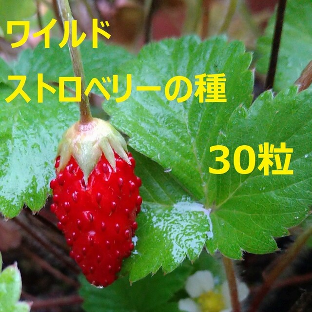 ワイルドストロベリーの種 30粒 食品/飲料/酒の食品(野菜)の商品写真