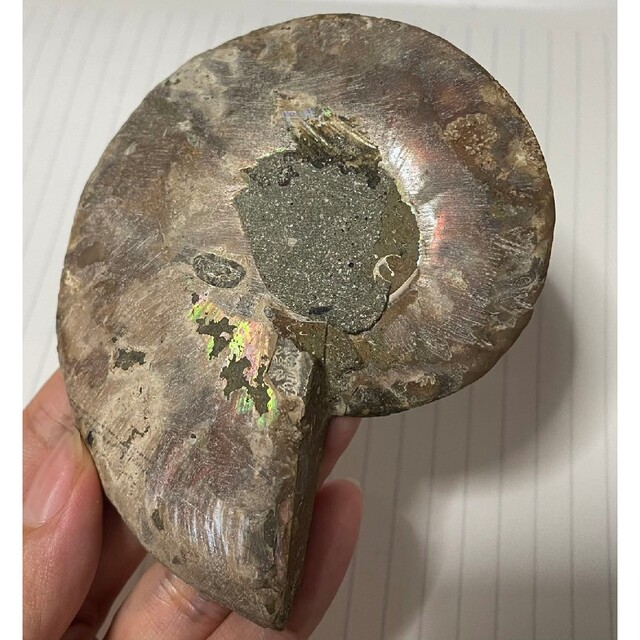 アンモライト 化石 ジオード パワーストーン ammolite