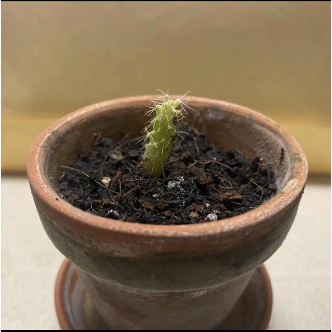 園芸用土　培養土　観葉植物用土　観葉植物の土　多肉植物用土  (2号鉢2杯分) ハンドメイドのフラワー/ガーデン(その他)の商品写真