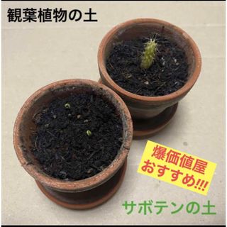 園芸用土　培養土　観葉植物用土　観葉植物の土　多肉植物用土  (2号鉢2杯分)(その他)