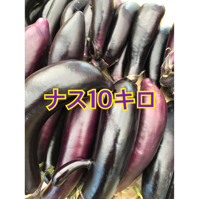 ナス　10キロ　宮崎県産　 食品/飲料/酒の食品(野菜)の商品写真