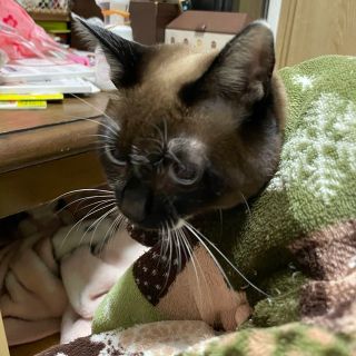 抜けない毛布(毛布)