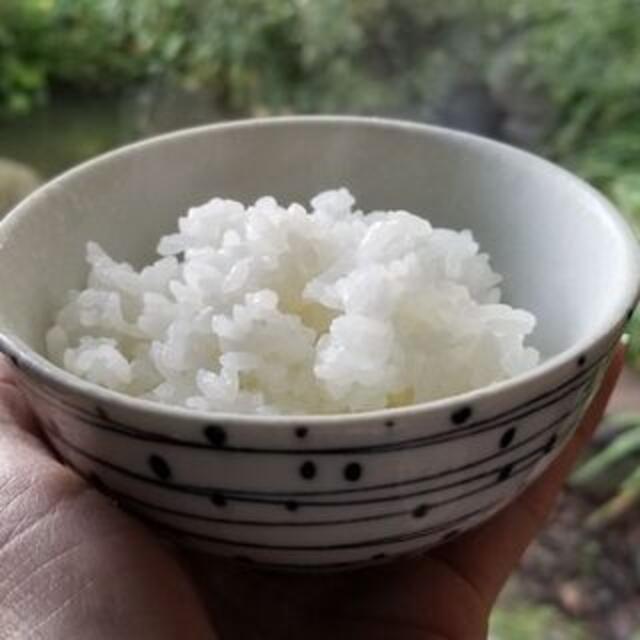特別栽培米つや姫　精白米　5㎏　 食品/飲料/酒の食品(米/穀物)の商品写真