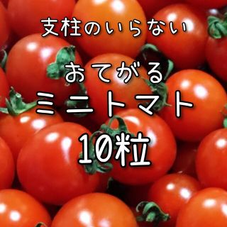 【ミニトマトのタネ】10粒 種子 種 野菜 夏野菜(野菜)