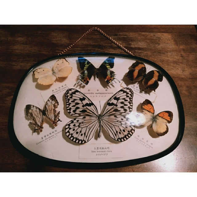 蝶々　標本コレクション