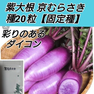 紫大根 京むらさき 種20粒(プランター)