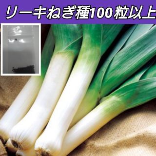 リーキねぎ 種100粒以上(プランター)