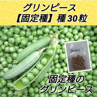 グリンピース【固定種】種30粒(プランター)