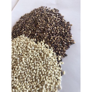 自家栽培　もち麦セット計５キロ(米/穀物)