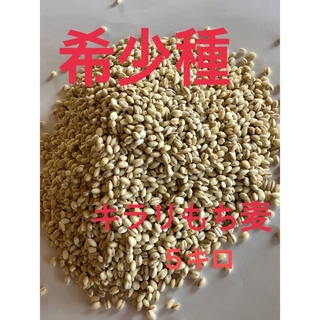 自家栽培　もち麦キラリモチ5キロ(米/穀物)