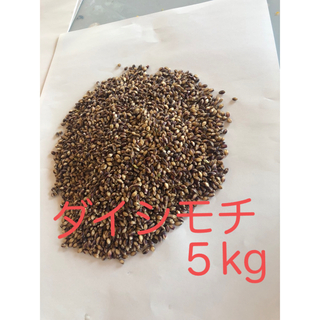 自家栽培　もち麦ダイシモチ５キロ(米/穀物)