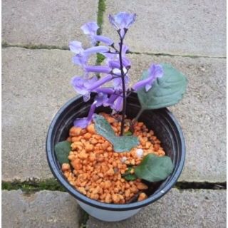 プレクトランタス モナラベンダー　苗　観賞・観葉植物(その他)