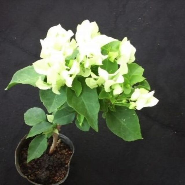 ブーゲンビレア　苗　ホワイト・白花木　ブーゲンビリア　観葉植物